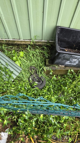 Diamond Python sighting