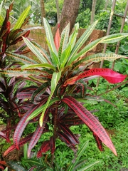 Codiaeum variegatum