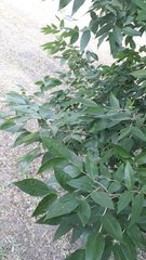 Fraxinus pennsylvanica