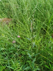 Artemisia integrifolia