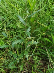 Artemisia integrifolia