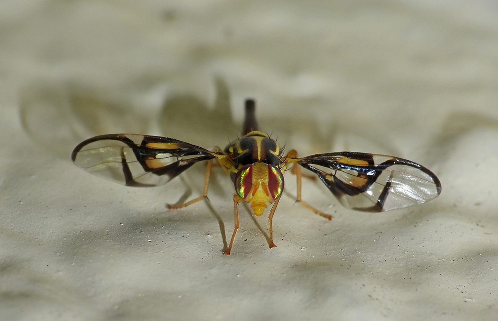 Anastrepha serpentina