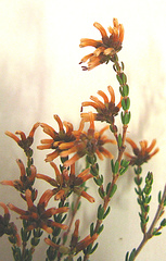 Erica dispar