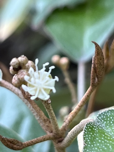 Croton cascarilloides iNat (3)
