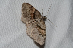 Xanthorhoe packardata