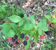 Rubus allegheniensis