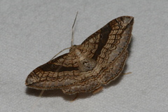 Orthonama evansi
