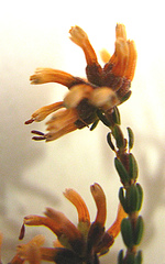 Erica dispar