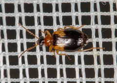 Lebia scapularis