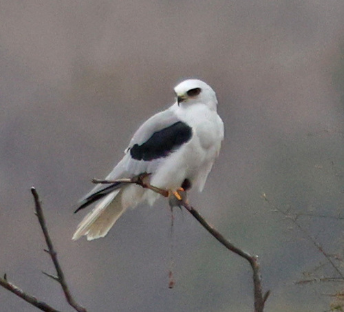 iNaturalist observation photo of White-tailed Kite