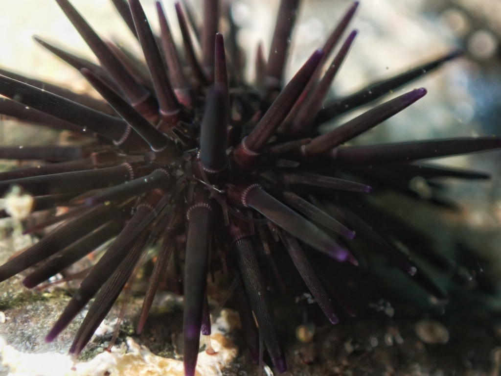 Oblong Sea Urchin