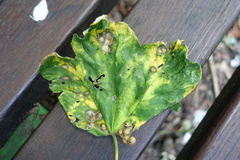 Pediaspis aceris