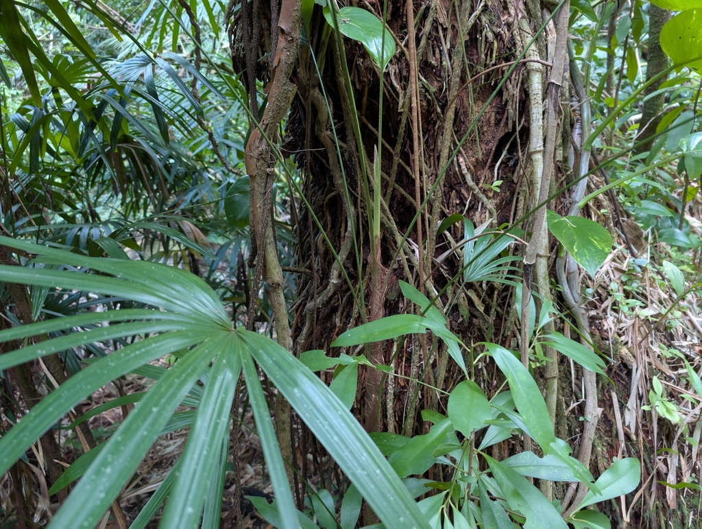 Rhapis excelsa, Manoa, Honolulu, HI, USA