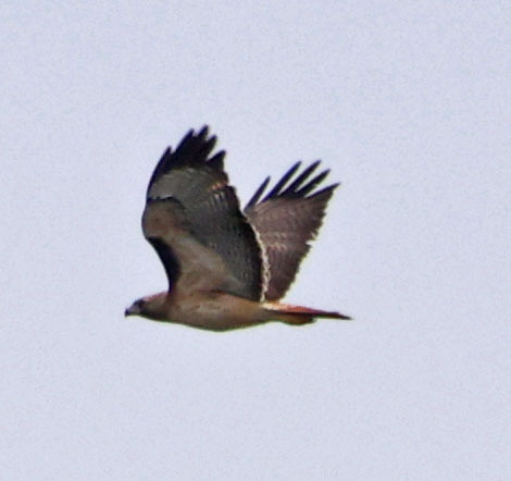 iNaturalist observation photo of Red-tailed Hawk