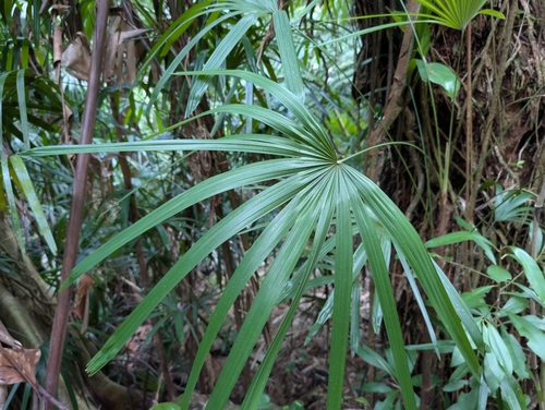 Rhapis excelsa