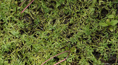 Callitriche cophocarpa