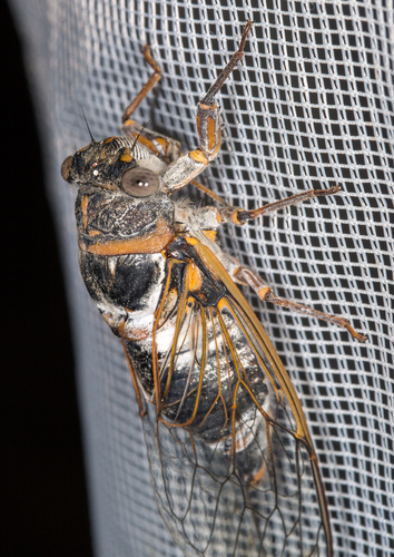 Common Cicada, photo 2 of 8