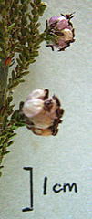 Erica radicans