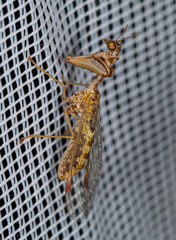 Mantispa styriaca