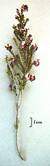 Erica radicans