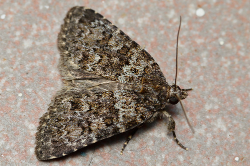 Nyctobrya maderensis