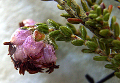 Erica radicans
