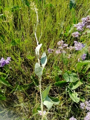 Atriplex verrucifera