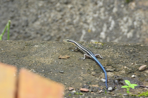 Emoia caeruleocauda observed 2025-02-10