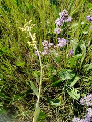 Atriplex verrucifera