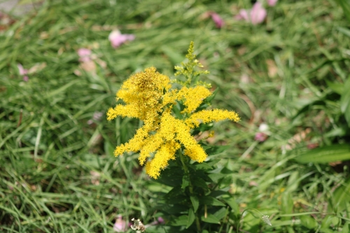 Solidago altissima observed 2025-02-09