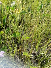 Atriplex verrucifera