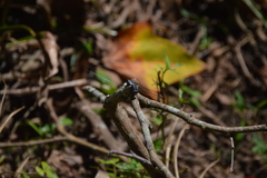 Cannaphila