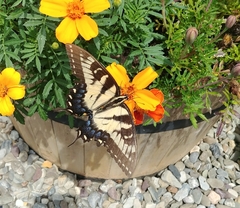 Papilio glaucus