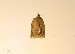 Adoxophyes privatana