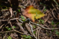 Cannaphila