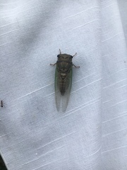 Neotibicen lyricen