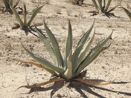 Foto de Agave-brava