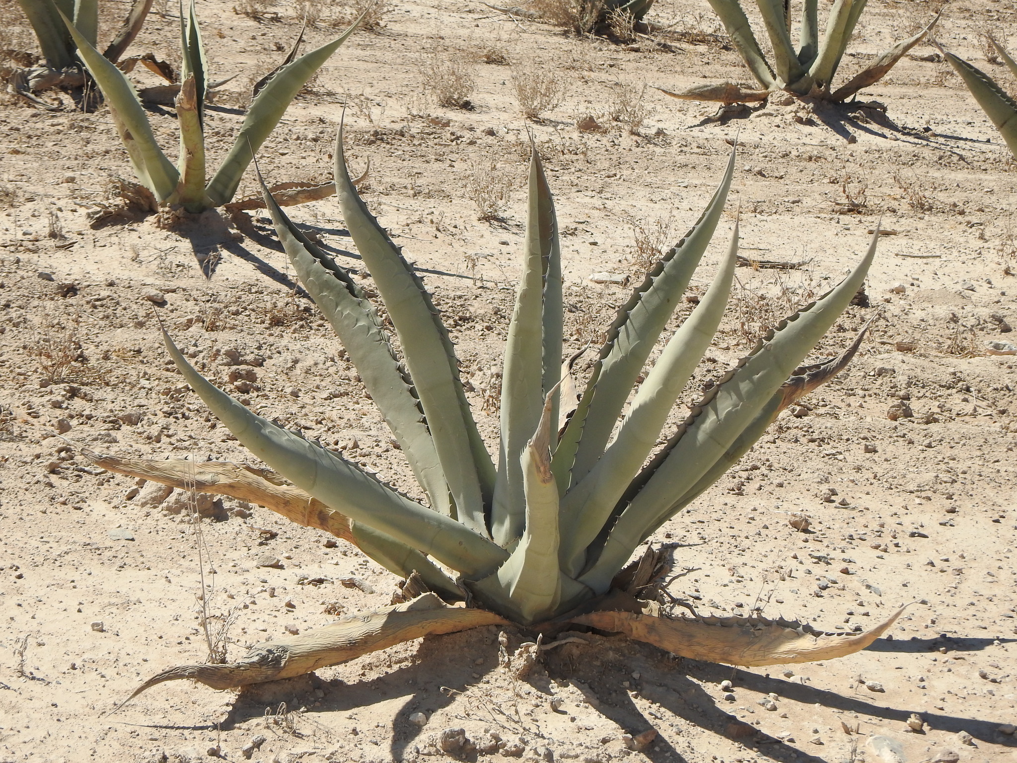Imagem de Agave-brava