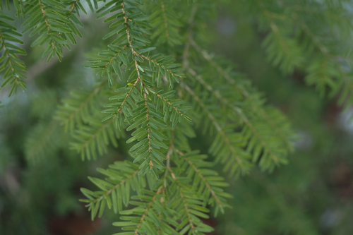 western hemlock