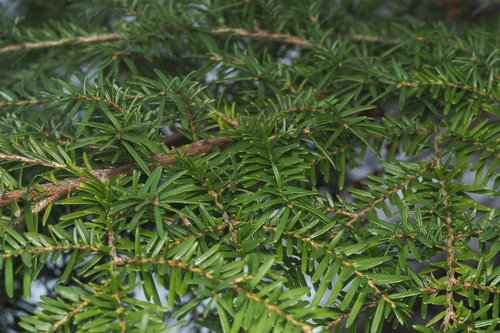 western hemlock