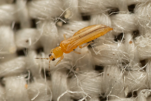 Western Flower Thrips photo 4