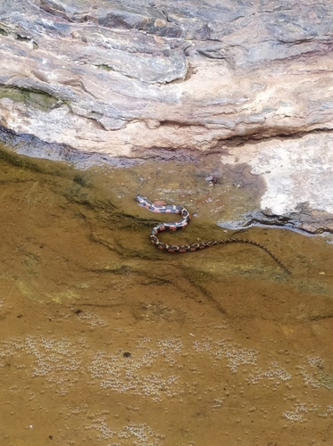 São Paulo Keelback
