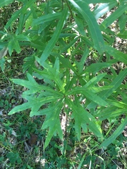 Quercus nigra