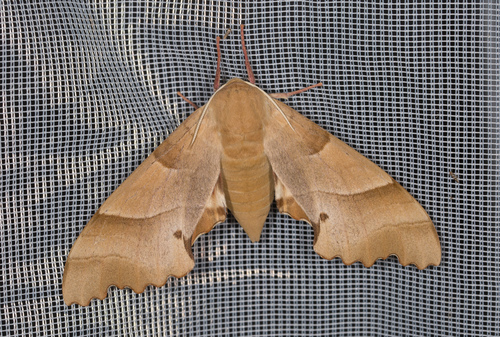 Marumba quercus