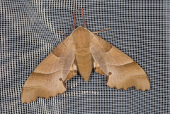Marumba quercus