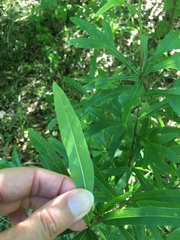 Quercus nigra
