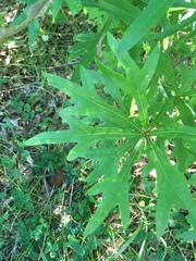 Quercus nigra