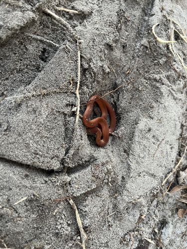 Pine Woods Littersnake