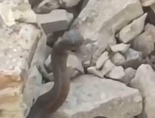 Fanged Water Snake