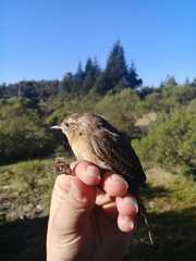 Troglodytes aedon brunneicollis